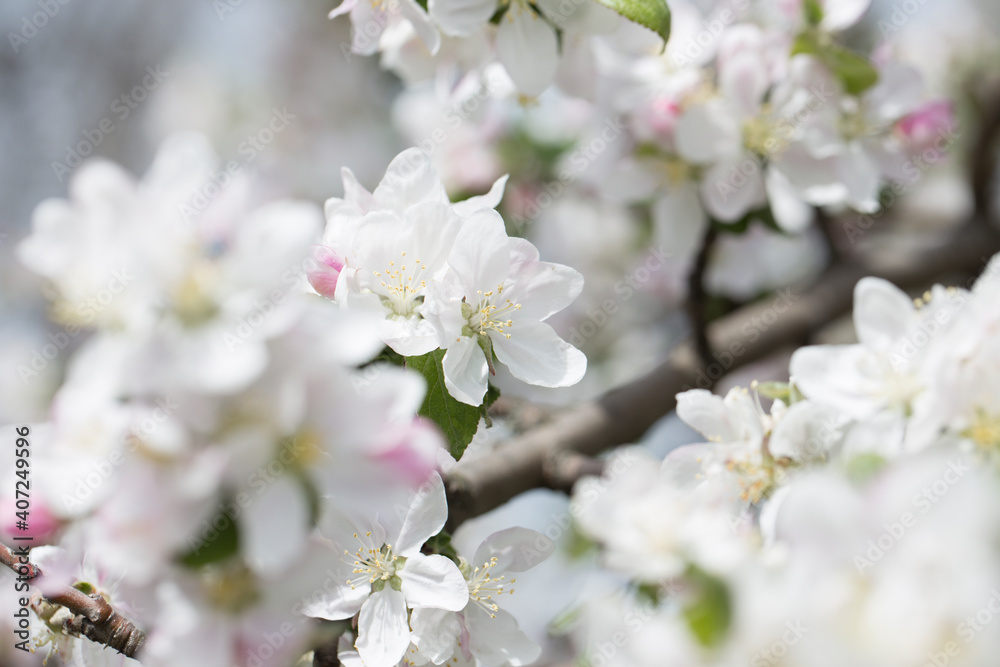 background with spring apple blossom. Blossoming branch in springtime background with spring apple blossom. Blossoming branch in springtime