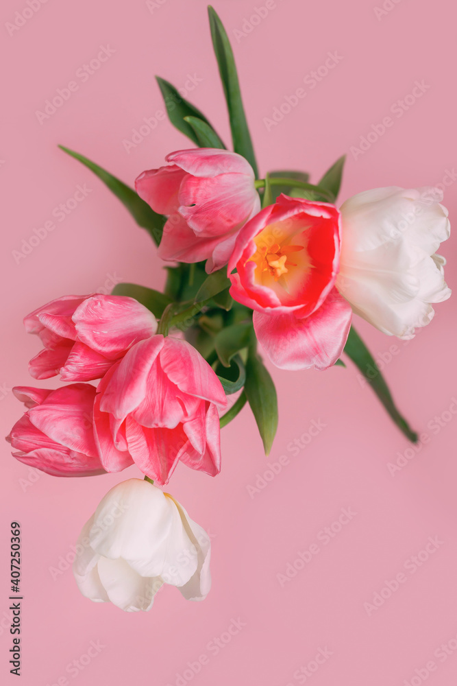 Close- up of pink tulips on a pink background. mother's day. Selective focus. International women day. March 8. Greeting card. Vertical photo.