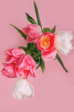 Close- up of pink tulips on a pink background. mother's day. Selective focus. International women day. March 8. Greeting card. Vertical photo.