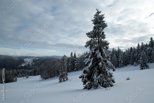 Winter landscape of Zywiec Beskids, near Rysianka peak, Poland © bayazed