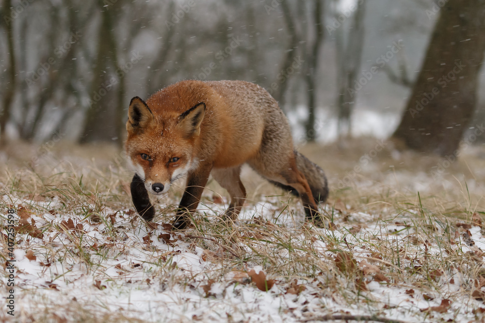 Red fox in snowy weather during a winterday. Red fox in snowy weather during a winterday.