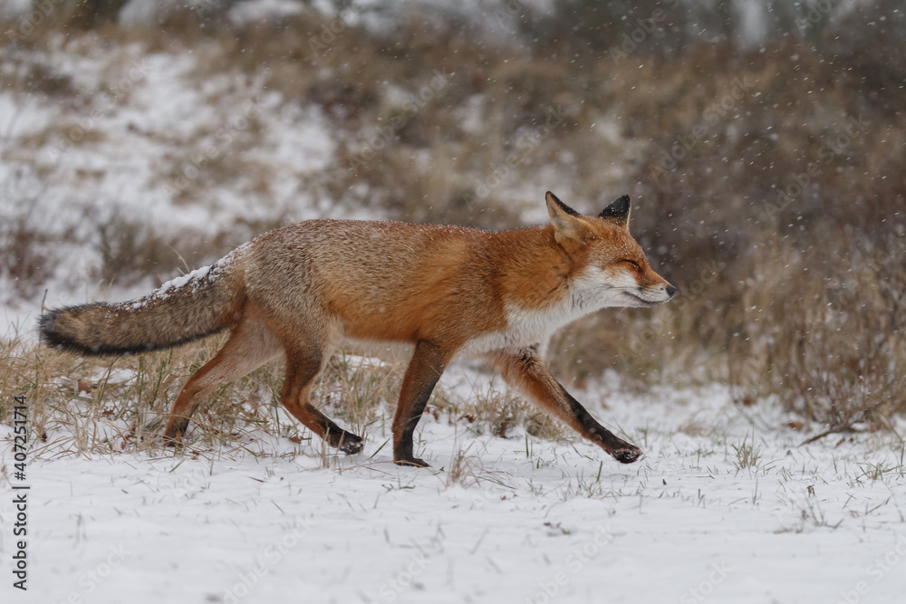 Obraz premium Red fox in snowy weather during a winterday.