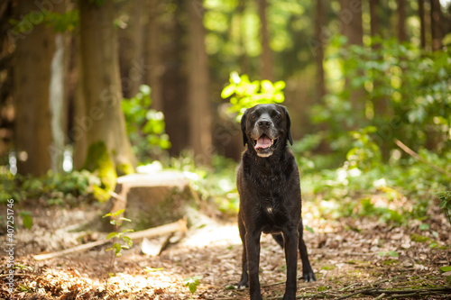 Black labrador retriever dog on a walk. Dog in the nature. Senior dog behind grass and forest. Old dog happy outside