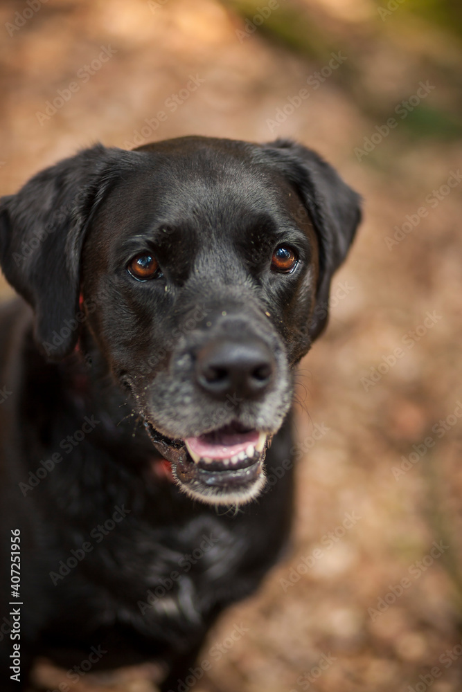 Black labrador retriever dog on a walk. Dog in the nature. Senior dog behind grass and forest. Old dog happy outside Black labrador retriever dog on a walk. Dog in the nature. Senior dog behind grass and forest. Old dog happy outside