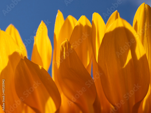 yellow petals against blue sky