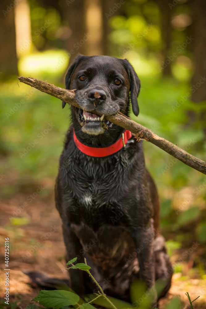 Funny labrador retriever dog sitting in the forest with a stick. Playful senior dog. 