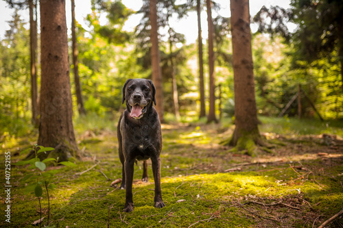 Black labrador retriever dog on a walk. Dog in the nature. Senior dog behind grass and forest. Old dog happy outside