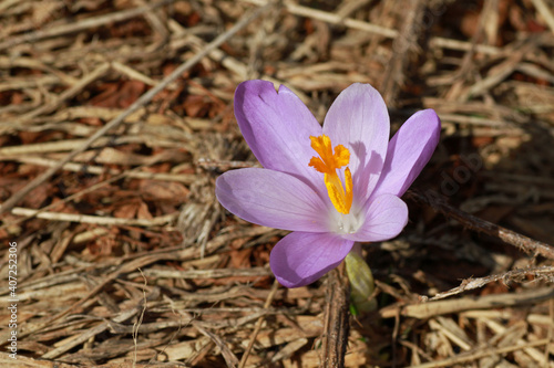 Fototapeta Naklejka Na Ścianę i Meble -  Spring crocus flowers, Rysianka peak, Zywiec Beskids, Poland