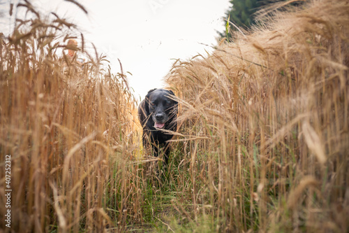 Hund steht in einem feld aus hohem Gras. Freundlicher Labrador retriever zwischen weizen