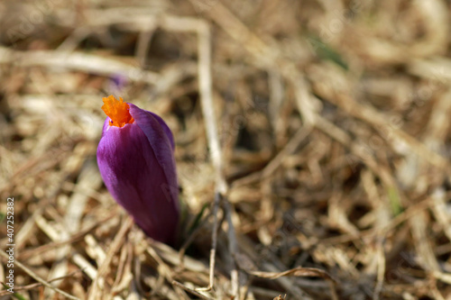 Fototapeta Naklejka Na Ścianę i Meble -  Spring crocus flowers, Rysianka peak, Zywiec Beskids, Poland