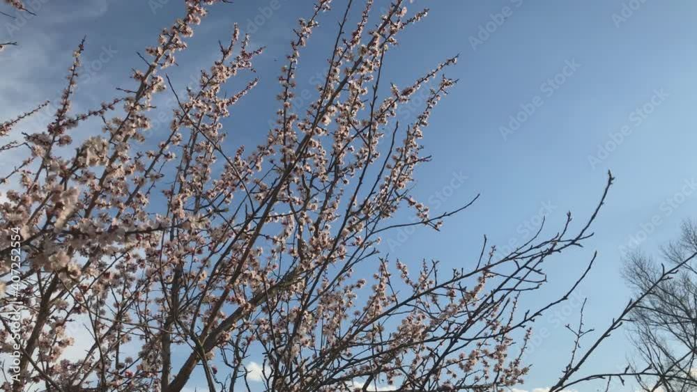 Spring Background. Blossom tree over nature background Spring Background. Blossom tree over nature background