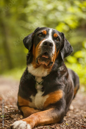 Portrait of an Greater Swiss Mountain dog. Old dog on a walk. Big mountaindog in the nature