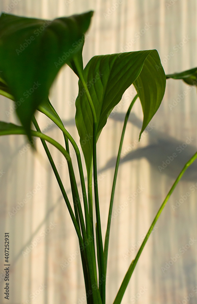 Obraz premium Close-up leaves of Spathiphyllum plant. Modern minimal creative home decor concept