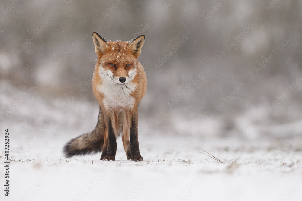 Naklejka premium Red fox in snowy weather during a winterday.
