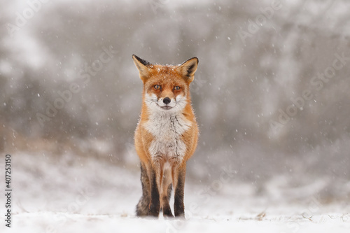Red fox in snowy weather during a winterday. © Menno Schaefer