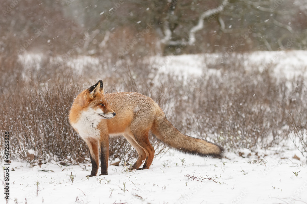 Fototapeta premium Red fox in snowy weather during a winterday.