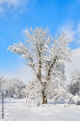 Winter tree in snow on blue sky background. Snow covered trees.