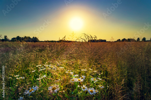 Beautiful summer sunset or sunrise with chamomiles in a field with a beautiful sky.