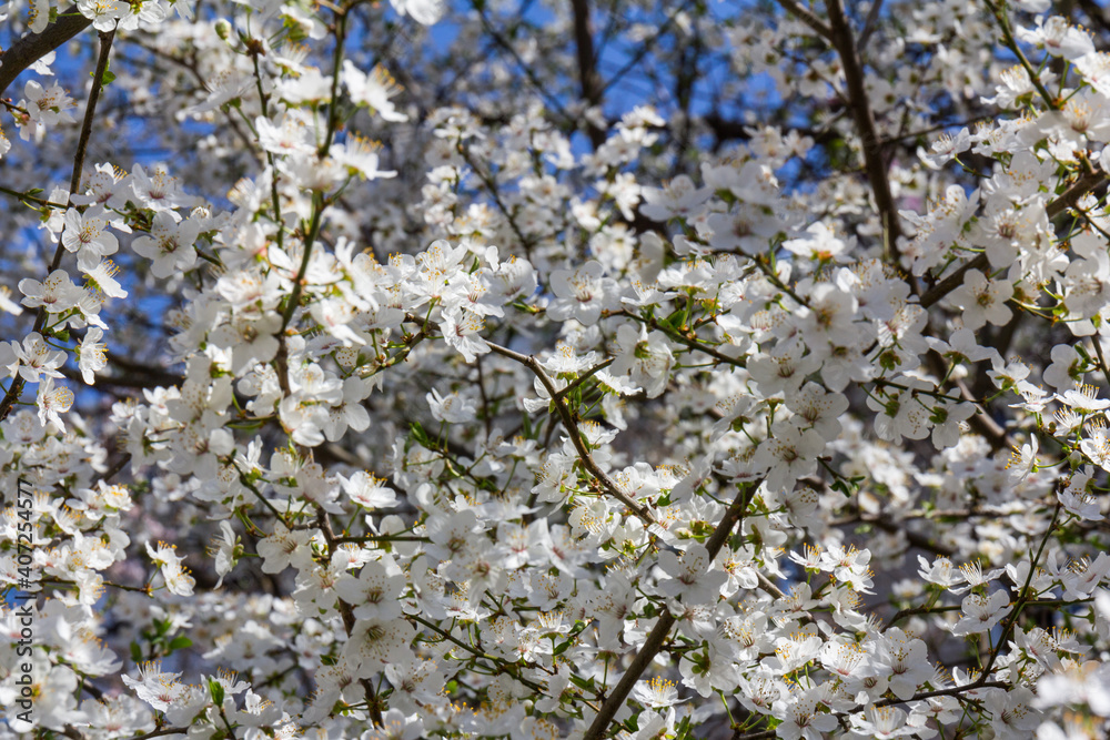 The plum blossom is the flower representing the early spring The plum blossom is the flower representing the early spring
