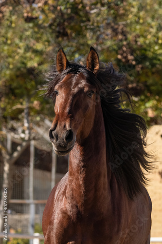 Portrait of a young chestnut Lusitano horse with its mane blowing