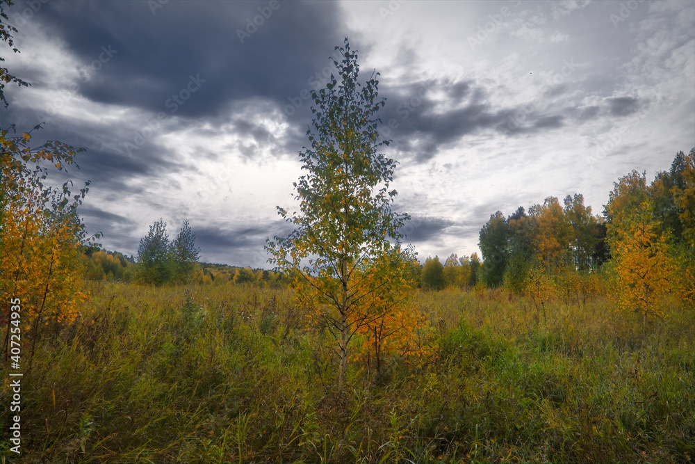 Summer landscape green meadow on a background of forest and cloudy sky. Summer landscape green meadow on a background of forest and cloudy sky.