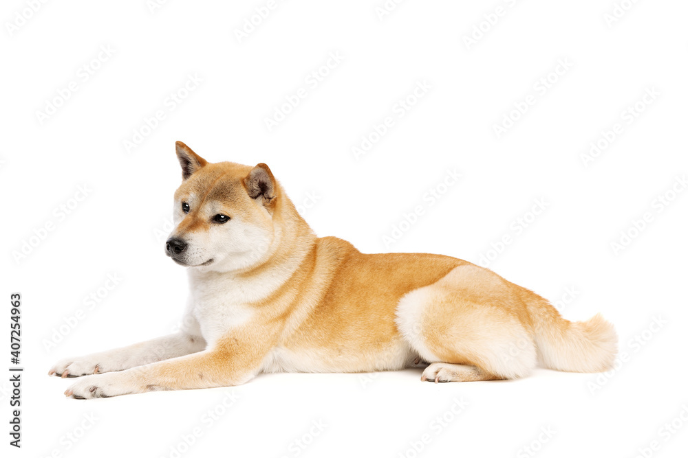 Shiba Inu Japanese breed dog Shiba Inu Japanese breed dog
