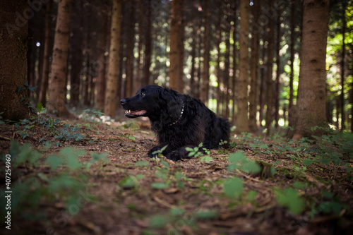 Flat coated retriever in the forest. Happy Dog on a Walk in the nature © lichtflut_photo