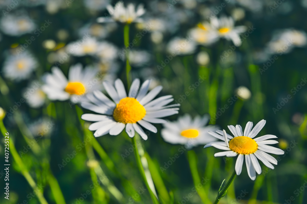 Chamomile flowers on a summer meadow natural plant background. Chamomile flowers on a summer meadow natural plant background.