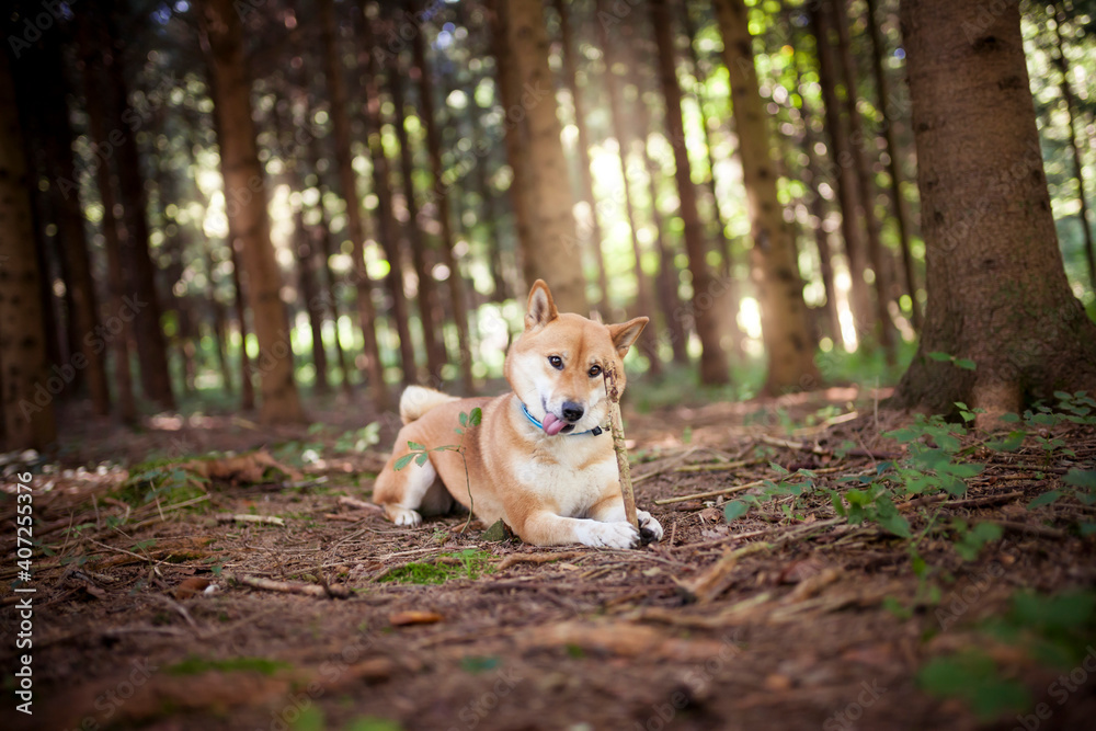 Shiba inu play in the forest with a stick. Playful and funny Dog. Shiba inu play in the forest with a stick. Playful and funny Dog.