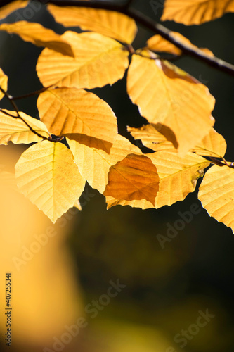 Close up branch beech tree with golden autumn leaves and sunlight. Forest scenic fall natural seasonal botany background. 