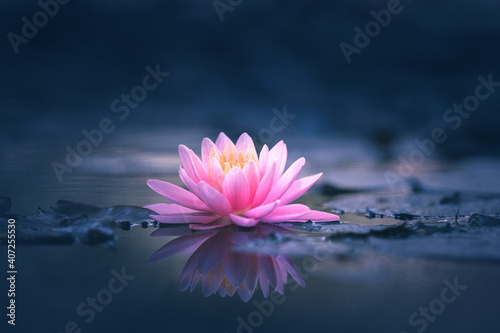 Photographie Pink Lotus Flower Or Water Lily Floating On The Water