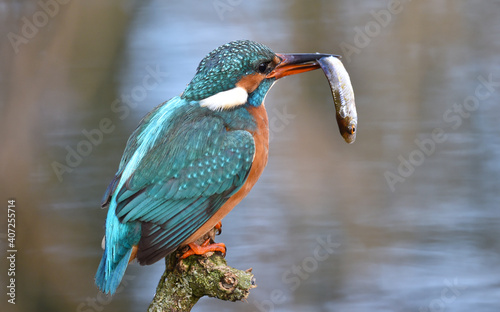 Eisvogel beim Fischfang