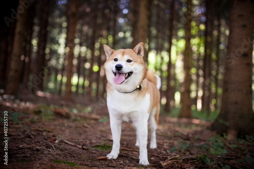 Shiba Inu steht in einem Wald und lächelt in die Kamera.