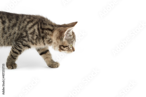 Small tabby (European Shorthair) kitten isolated on white background. © Xebeche