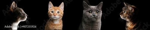 Portraits of beautiful different cats