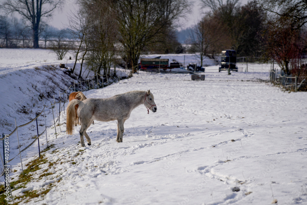 Horses in winter in the paddock when the snow cover is closed foraging in Bavaria Horses in winter in the paddock when the snow cover is closed foraging in Bavaria