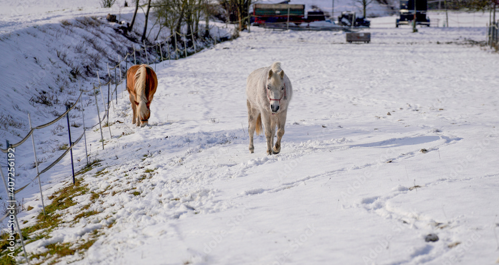 Naklejka premium Horses in winter in the paddock when the snow cover is closed foraging in Bavaria