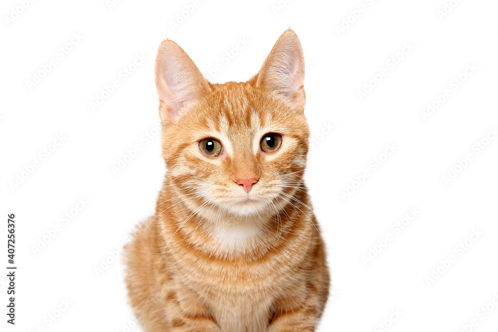 Beautiful orange cat in front of a white background