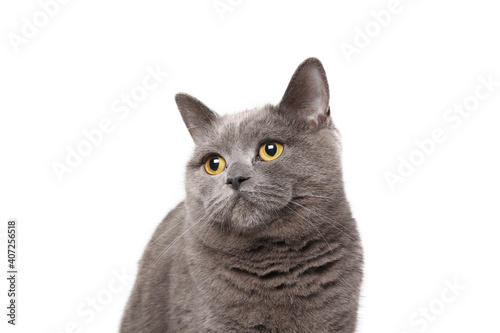 Beautiful British shorthair cat in front of a white background