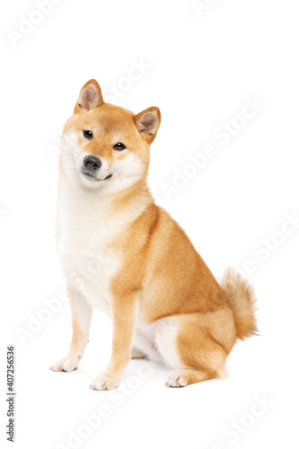 Photography Shiba Inu Japanese breed dog