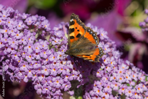 buddleja davidii flowers in a UK garden. Tortoiseshell Butterfly collecting nectar in spring and summer