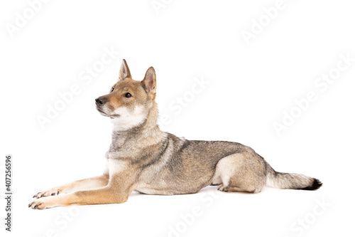 Tableau sur toile Japanese Shikoku dog