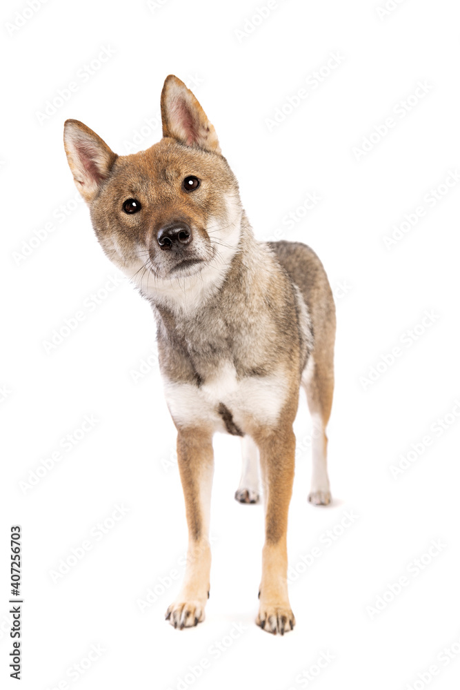 Japanese Shikoku dog