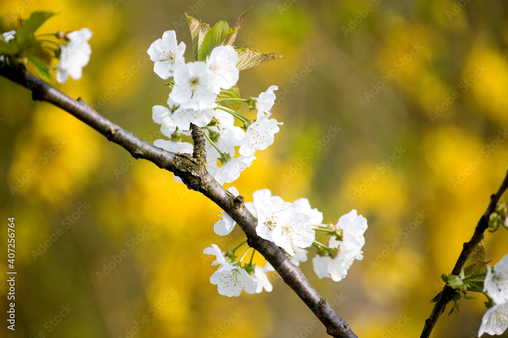 Blooming branch of cherry tree on very blurred background of yellow flowers Blooming branch of cherry tree on very blurred background of yellow flowers