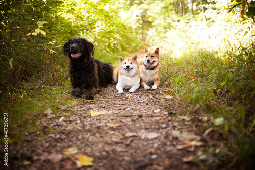 Fototapeta Naklejka Na Ścianę i Meble -  More Dogs lying on a path in a forest. Friends together on a walk