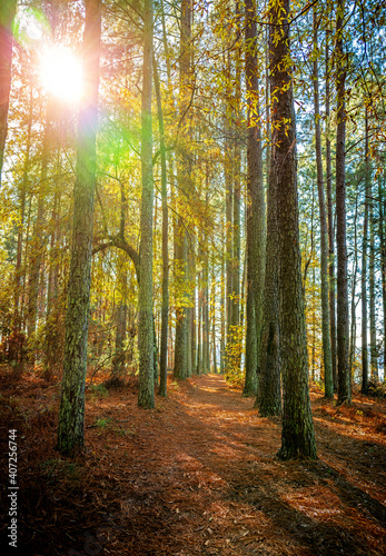 Magical woodland path with sunshine shinning through trees