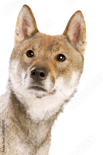 Japanese Shikoku dog photo