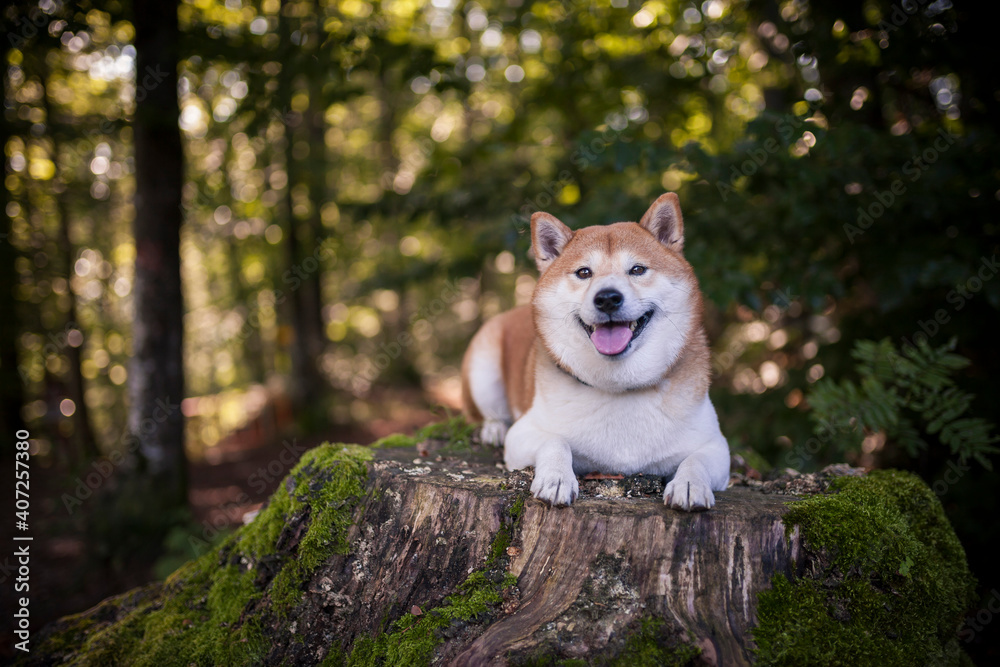 Shiba Inu steht im Wald und lächelt in die Kamera