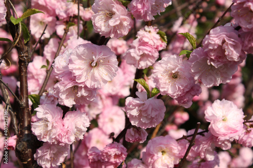 blooming sakura tree. pink flowers and buds. natural spring texture