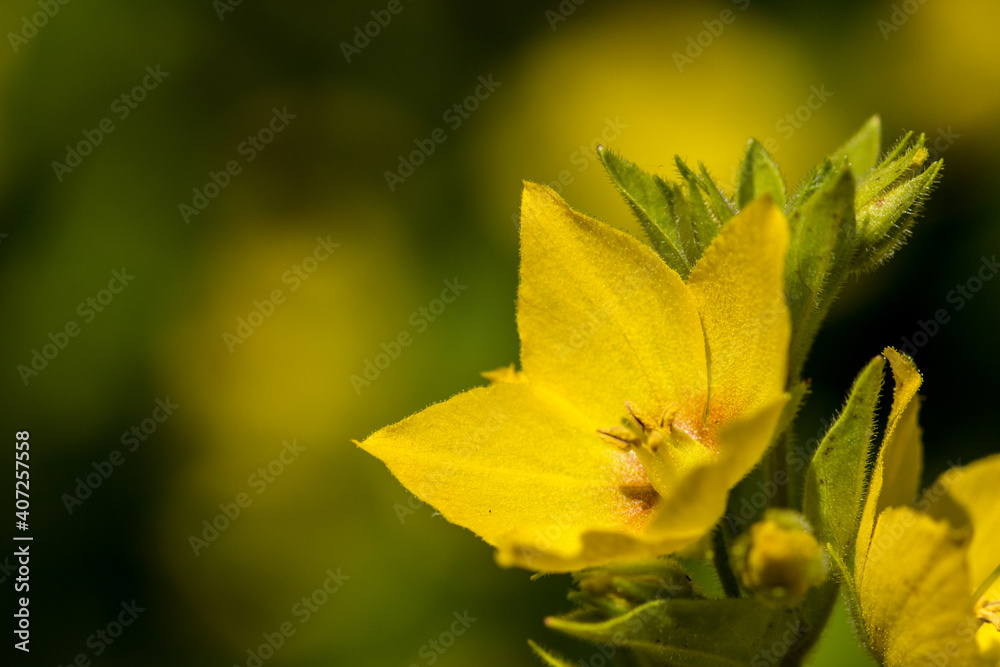 Lysimachia punctata. Yellow Loosestrife flowers in summer. UK gardening. Springtime flowers Lysimachia punctata. Yellow Loosestrife flowers in summer. UK gardening. Springtime flowers